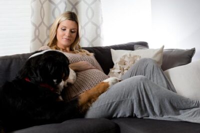 Bernese Mountain Dog lying on a couch near a pregnant woman.