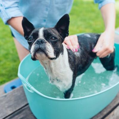 Boston Terrier getting a bath in a tub outdoors.