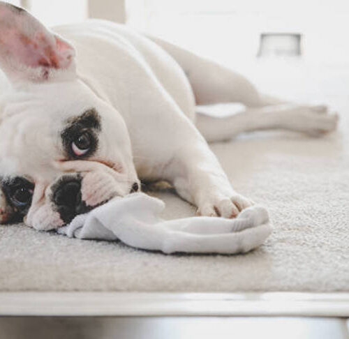 Why do dogs chew panties Clearance