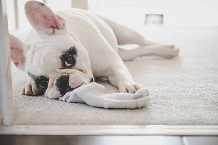 The Basic Non-Slip Dog Socks With Grips