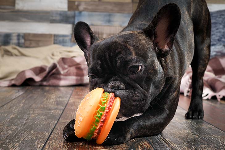 French Bulldog with a hamburger squeak toy.