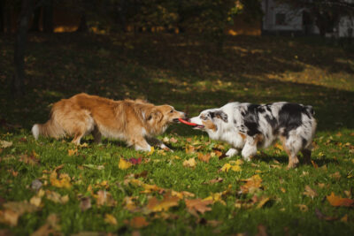 Nova Scotia Duck Tolling Retriever and an Australian Shepherd playing tug-o-war outdoors in a field in the fall.