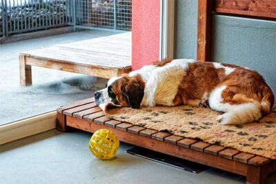 Saint Bernard lying indoors on a dog bed looking out a large window.