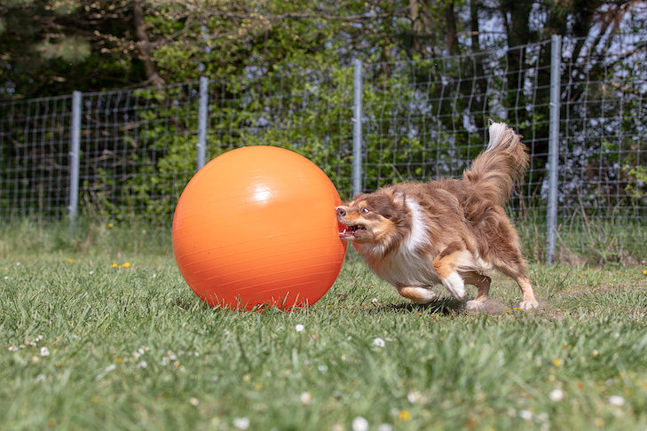 Border Collie playing treibball.