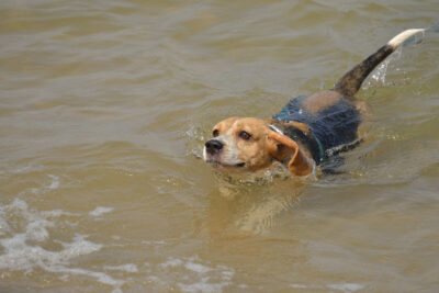 Beagle swimming in a lake.