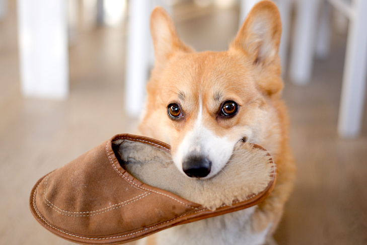 Pembroke Welsh Corgi holding a slipper in its mouth.