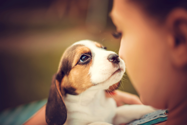 Beagle puppy looking into the face of a woman.