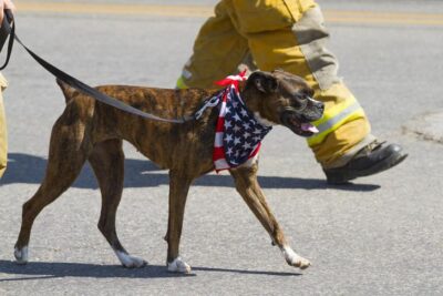 Boxer walking with firefighters in a parade.