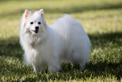 American Eskimo Dog standing in the grass.