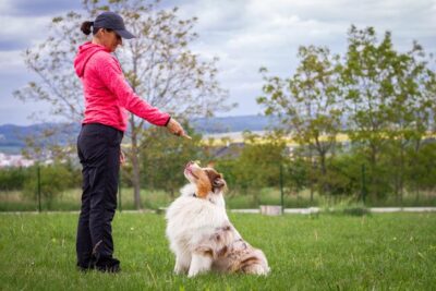 Australian Shepherd being trained by a dog trainer outdoors.
