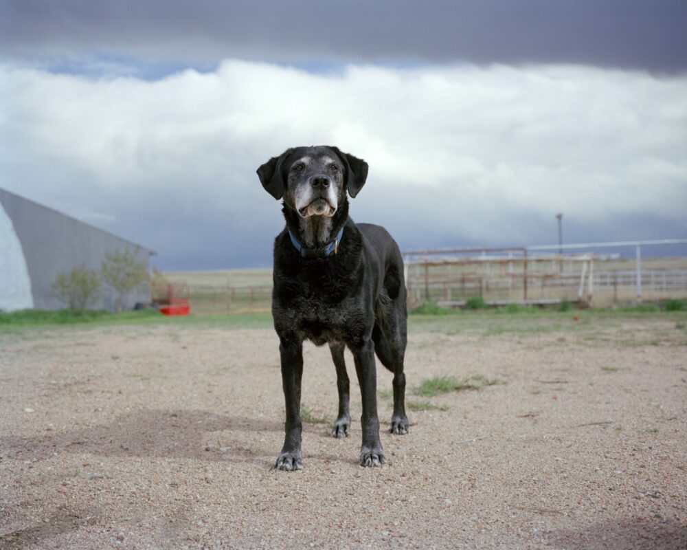 Moving Photos of 9/11 Dogs, 10 Years After They Served