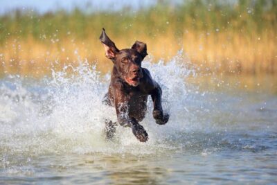 German Shorthaired Pointer running in water.