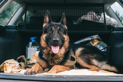 German Shepherd Dog sitting in the back of a car ready for travel.