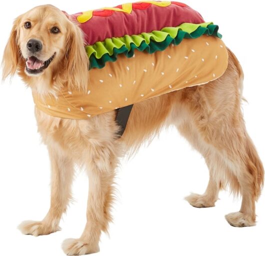 10 Best Halloween Dog Costumes for a Safe Fall Celebration