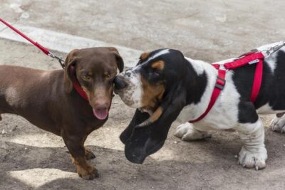 What to Expect Dog Obedience Training: Essential Tips for Success