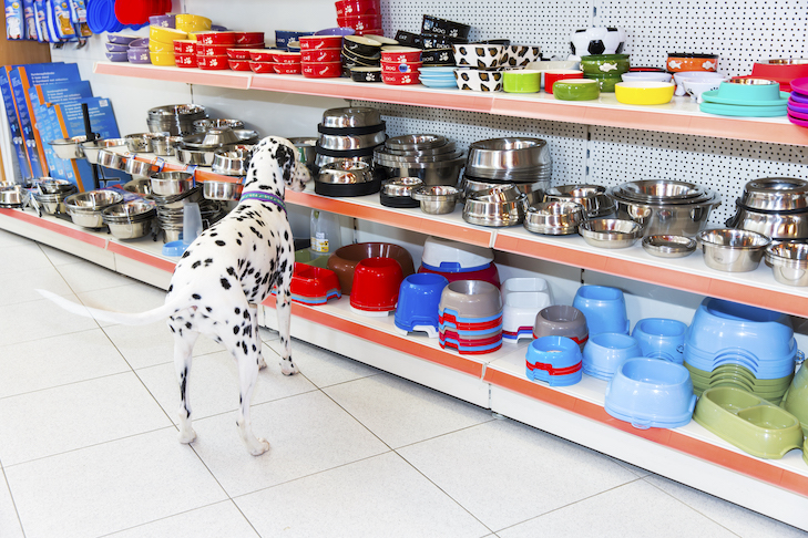Dalmatian Dog in pet store picking new pet bowl