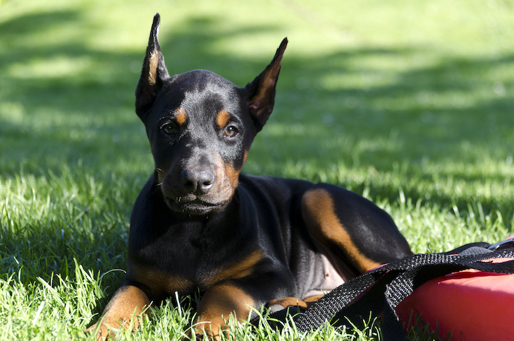 Doberman Puppies Police Hope Dog Breeder s Missing Dobermans Can Shed