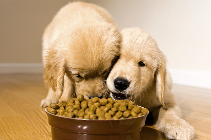 Can dogs have soy lecithin? Can dogs have soy lecithin?