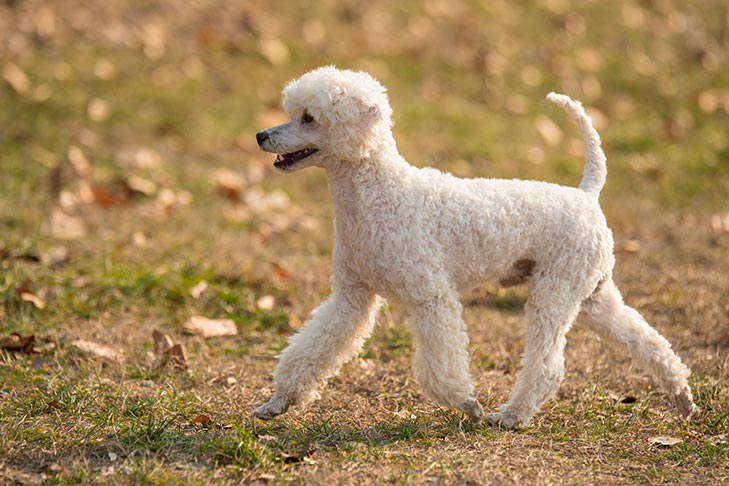 Miniature Poodle walking in the grass in the fall.