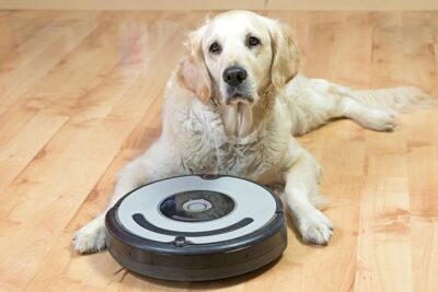Golden Retriever laying down next to a robot vacuum indoors.