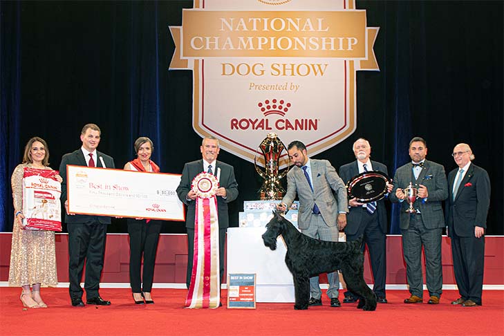 Best in Show, Working Group First, and Best of Breed: GCHG CH Lagniappe's From The Mountains To The Bayou (Bayou), Giant Schnauzer, with handler Alfonso Escobedo; 2021 AKC National Championship presented by Royal Canin, Orlando, FL.