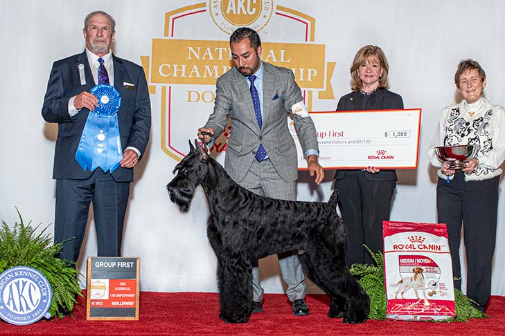 Best in Show, Working Group First, and Best of Breed: GCHG CH Lagniappe's From The Mountains To The Bayou (Bayou), Giant Schnauzer, with handler Alfonso Escobedo; 2021 AKC National Championship presented by Royal Canin, Orlando, FL.