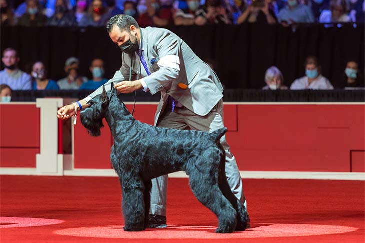 Best in Show, Working Group First, and Best of Breed: GCHG CH Lagniappe's From The Mountains To The Bayou (Bayou), Giant Schnauzer, with handler Alfonso Escobedo; 2021 AKC National Championship presented by Royal Canin, Orlando, FL.