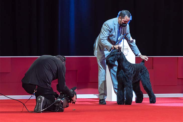 Best in Show, Working Group First, and Best of Breed: GCHG CH Lagniappe's From The Mountains To The Bayou (Bayou), Giant Schnauzer, with handler Alfonso Escobedo; 2021 AKC National Championship presented by Royal Canin, Orlando, FL.