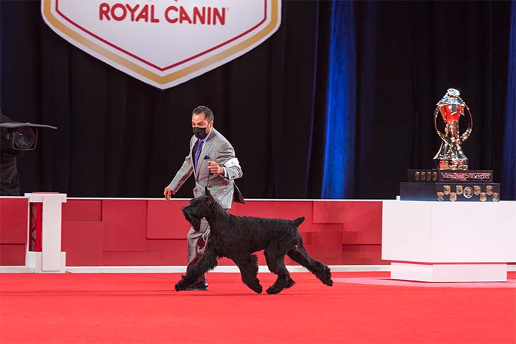 Best in Show, Working Group First, and Best of Breed: GCHG CH Lagniappe's From The Mountains To The Bayou (Bayou), Giant Schnauzer, with handler Alfonso Escobedo; 2021 AKC National Championship presented by Royal Canin, Orlando, FL.