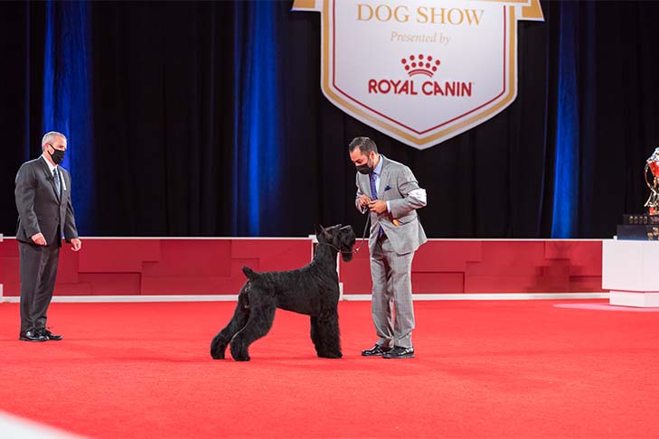 Best in Show, Working Group First, and Best of Breed: GCHG CH Lagniappe's From The Mountains To The Bayou (Bayou), Giant Schnauzer, with handler Alfonso Escobedo; 2021 AKC National Championship presented by Royal Canin, Orlando, FL.