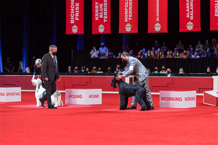 Best in Show, Working Group First, and Best of Breed: GCHG CH Lagniappe's From The Mountains To The Bayou (Bayou), Giant Schnauzer, with handler Alfonso Escobedo; 2021 AKC National Championship presented by Royal Canin, Orlando, FL.