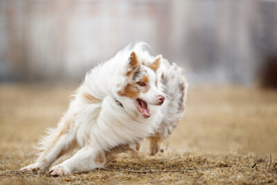Australian Shepherd running and playing outdoors.