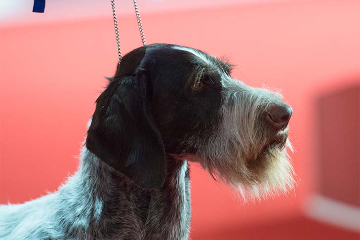 Reserve Best in Show, Sporting Group First, and Best of Breed: GCHS CH Heywire N Deep Harbor Love That Dirty Water CD JH AX OAJ NF (Beacon), German Wirehaired Pointer; 2021 AKC National Championship presented by Royal Canin, Orlando, FL.