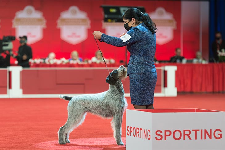 Reserve Best in Show, Sporting Group First, and Best of Breed: GCHS CH Heywire N Deep Harbor Love That Dirty Water CD JH AX OAJ NF (Beacon), German Wirehaired Pointer; 2021 AKC National Championship presented by Royal Canin, Orlando, FL.