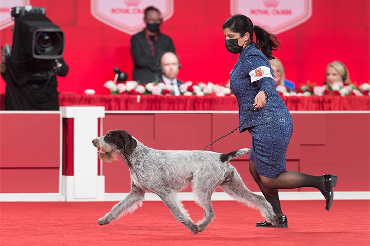 Reserve Best in Show, Sporting Group First, and Best of Breed: GCHS CH Heywire N Deep Harbor Love That Dirty Water CD JH AX OAJ NF (Beacon), German Wirehaired Pointer; 2021 AKC National Championship presented by Royal Canin, Orlando, FL.