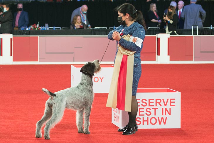 Reserve Best in Show, Sporting Group First, and Best of Breed: GCHS CH Heywire N Deep Harbor Love That Dirty Water CD JH AX OAJ NF (Beacon), German Wirehaired Pointer; 2021 AKC National Championship presented by Royal Canin, Orlando, FL.