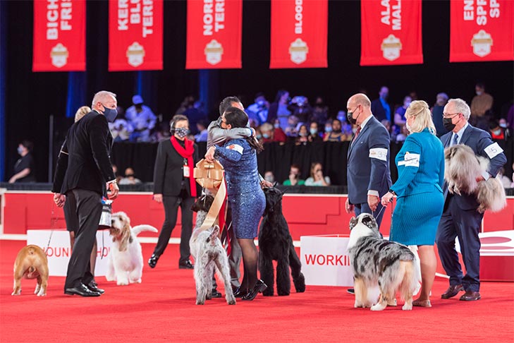 Reserve Best in Show, Sporting Group First, and Best of Breed: GCHS CH Heywire N Deep Harbor Love That Dirty Water CD JH AX OAJ NF (Beacon), German Wirehaired Pointer; 2021 AKC National Championship presented by Royal Canin, Orlando, FL.