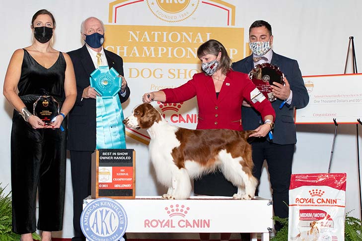Owner-Handled Best In Show, Owner-Handled Group First, and Owner-Handled Best of Breed: GCHB CH Rolyart's Navigator @ Painted Sky Farms (Captain), Welsh Springer Spaniel, and owner/handler Sharon Sherwood; 2021 National Owner-Handled Series Finals, Orlando, FL.