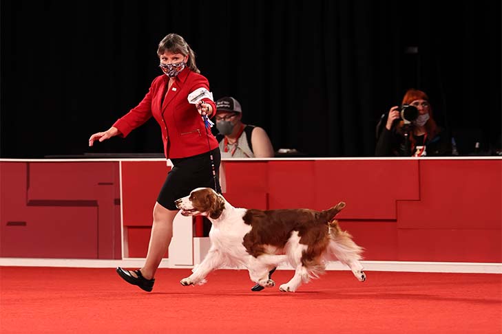 Owner-Handled Best In Show, Owner-Handled Group First, and Owner-Handled Best of Breed: GCHB CH Rolyart's Navigator @ Painted Sky Farms (Captain), Welsh Springer Spaniel, and owner/handler Sharon Sherwood; 2021 National Owner-Handled Series Finals, Orlando, FL.