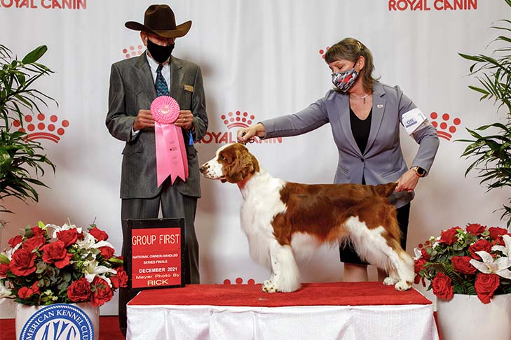 Owner-Handled Best In Show, Owner-Handled Group First, and Owner-Handled Best of Breed: GCHB CH Rolyart's Navigator @ Painted Sky Farms (Captain), Welsh Springer Spaniel, and owner/handler Sharon Sherwood; 2021 National Owner-Handled Series Finals, Orlando, FL.