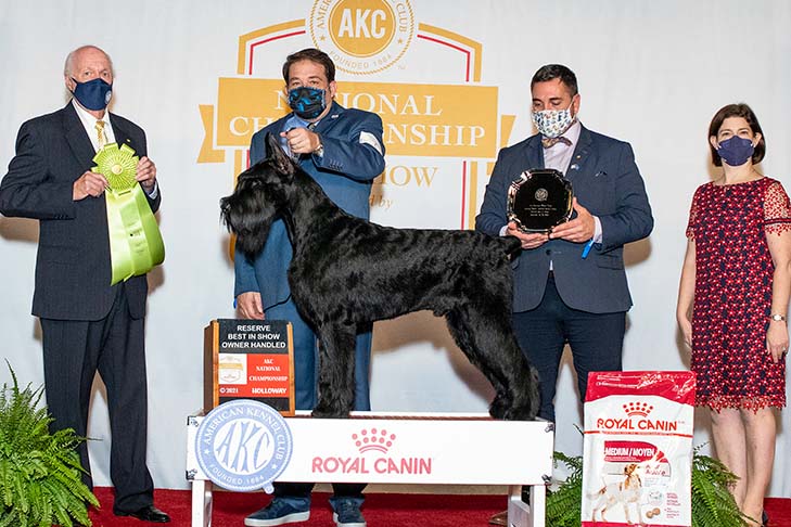 Reserve Best Owner-Handled in Show, Owner-Handled Group First, and Owner-Handled Best of Breed: GCH CH Spicerack's Shotgun Rider CGCA TKN, Giant Schnauzer, and owner/handler Dwain Henderson with Robin Henderson; 2021 National Owner-Handled Series Finals, Orlando, FL.
