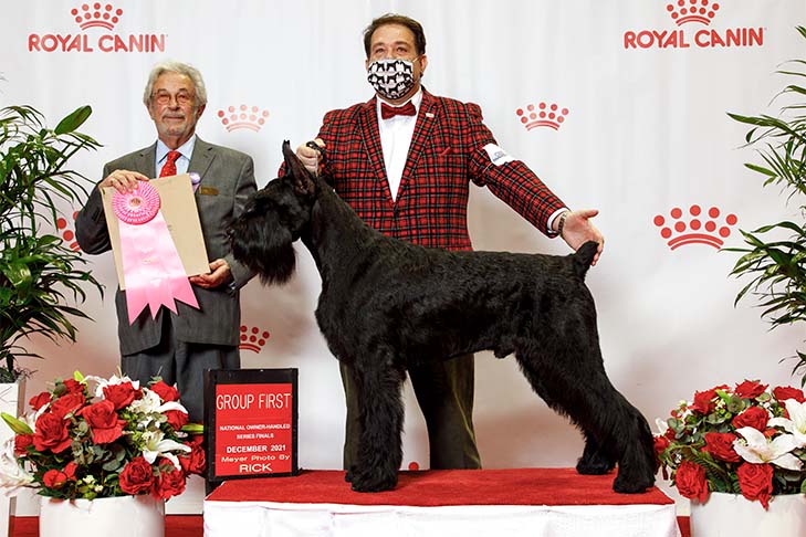 Reserve Best Owner-Handled in Show, Owner-Handled Group First, and Owner-Handled Best of Breed: GCH CH Spicerack's Shotgun Rider CGCA TKN, Giant Schnauzer, and owner/handler Dwain Henderson; 2021 National Owner-Handled Series Finals, Orlando, FL.
