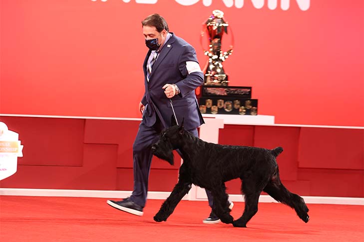 Reserve Best Owner-Handled in Show, Owner-Handled Group First, and Owner-Handled Best of Breed: GCH CH Spicerack's Shotgun Rider CGCA TKN, Giant Schnauzer, and owner/handler Dwain Henderson; 2021 National Owner-Handled Series Finals, Orlando, FL.