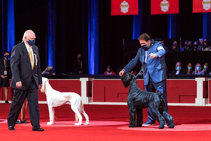 Reserve Best Owner-Handled in Show, Owner-Handled Group First, and Owner-Handled Best of Breed: GCH CH Spicerack's Shotgun Rider CGCA TKN, Giant Schnauzer, and owner/handler Dwain Henderson; 2021 National Owner-Handled Series Finals, Orlando, FL.