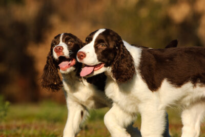 English Springer Spaniels walking together outdoors.