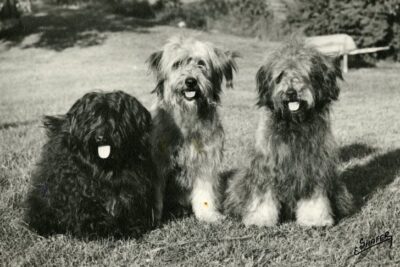 Titale[?] Ike, Skysyl Duna II, Prince Woodsmoke, Puli; 1955