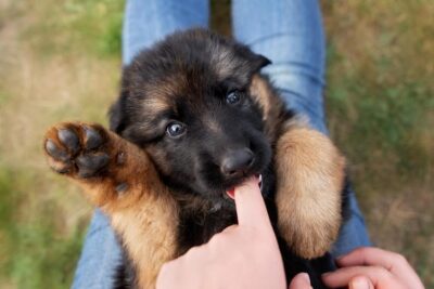 German Shepherd Dog puppy biting a finger while laying on its back in a lap.