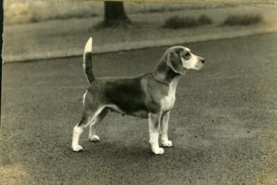 Ch. Masterley Lenerts Anda, Beagle. c. 1948