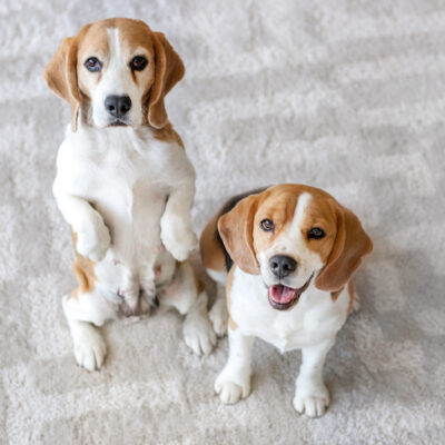 Cute funny dogs on carpet at home