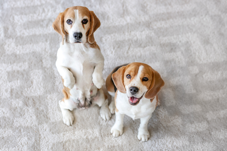 what happens when dogs eat carpet